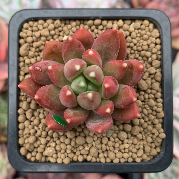 Pachyphytum Compactum 'Pink Glaucum' 2" Succulent Plant