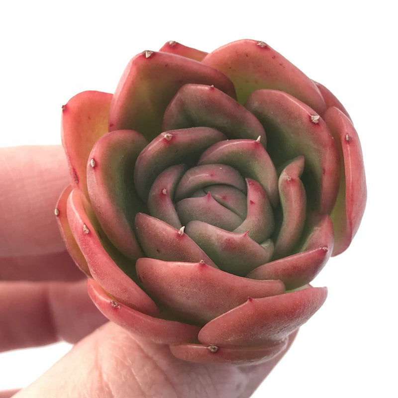 Echeveria Agavoides 'Raja' 3" Succulent Plant