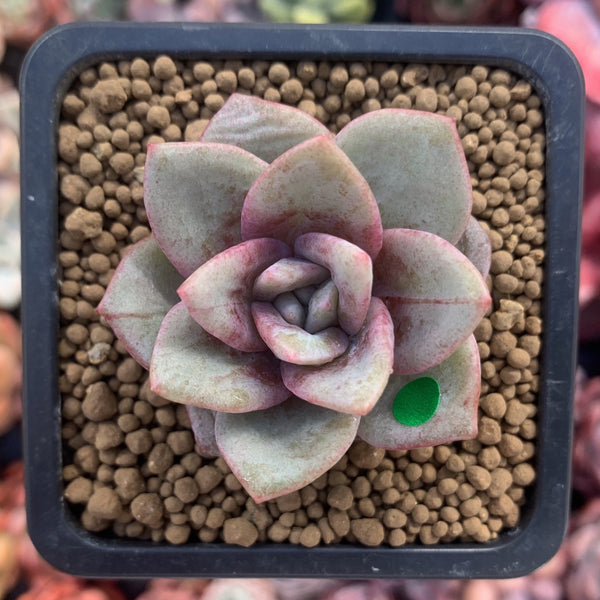 Echeveria 'German Champaign' 2" Succulent Plant