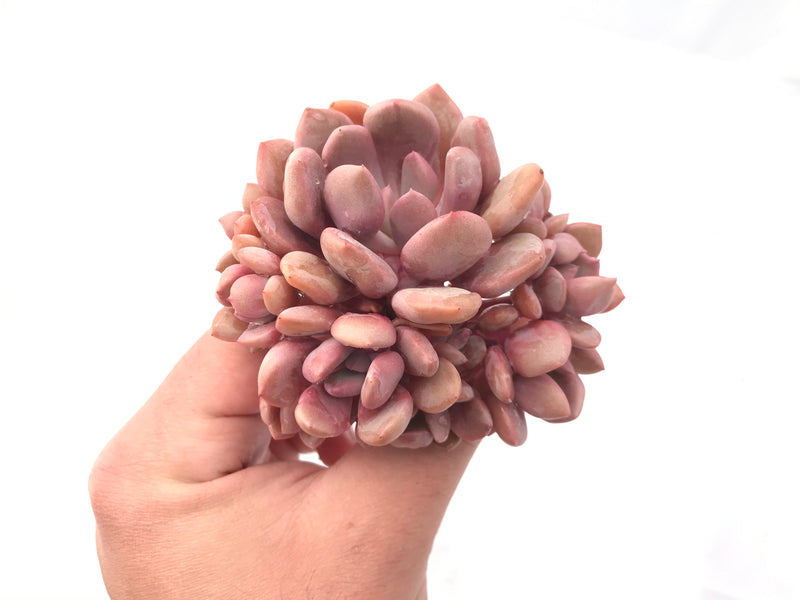 Echeveria 'Cupid' Cluster 2"-3" Rare Succulent Plant