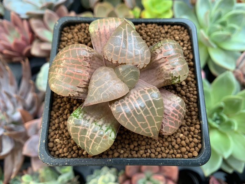 Haworthia Comptoniana 'Crystal' 2" Succulent Plant