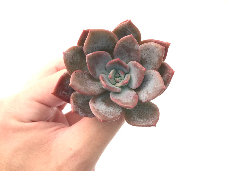 Echeveria 'Missing You' 3" Succulent Plant