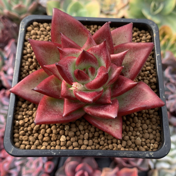 Echeveria Agavoides 'Ebony' 3" Succulent Plant