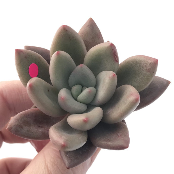 Graptoveria 'Ruby Donna' 2" Succulent Plant