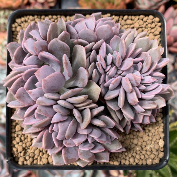 Graptoveria 'Debbie' Crested 5" Succulent Plant