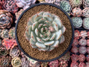 Echeveria 'Marsia' 4" Powdery Succulent Plant