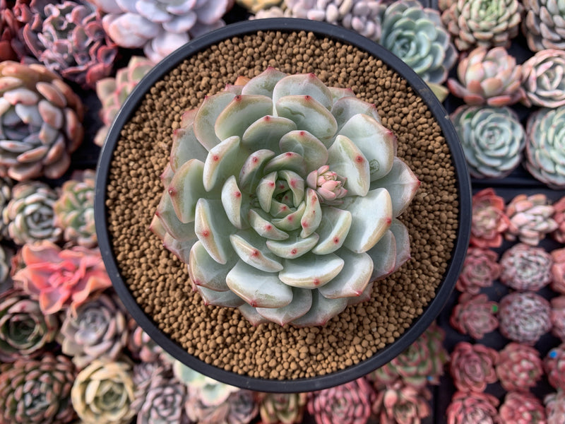 Echeveria 'Marsia' 4" Powdery Succulent Plant