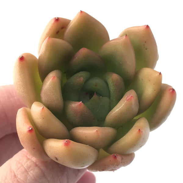 Echeveria Agavoides 'Timo' 2" New Hybrid Succulent Plant