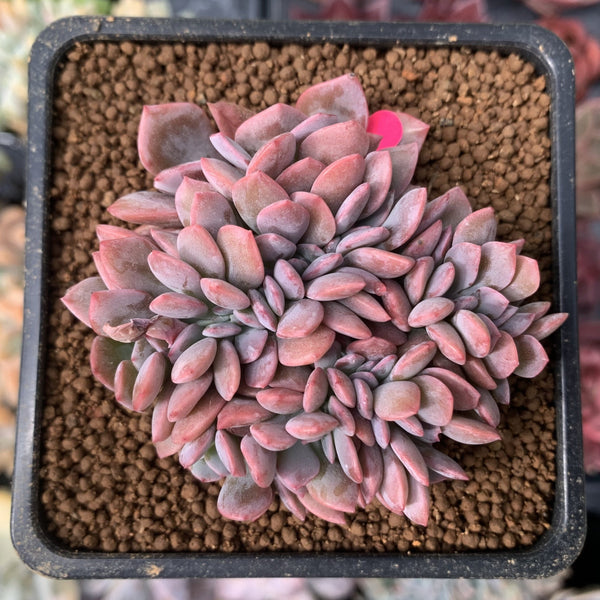 Graptoveria 'Debbie' Crested 2" Succulent Plant