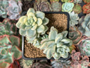 Sedum 'Clavatum' Variegated 2"-3" Cluster Succulent Plant