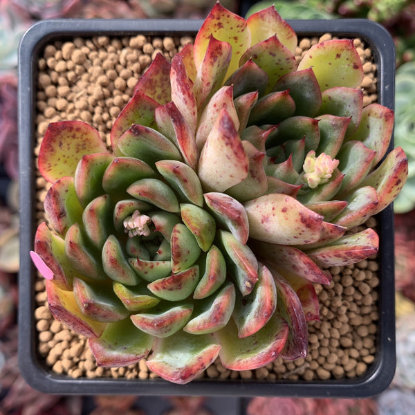 Echeveria Agavoides 'Polerence' 3" Succulent Plant