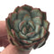 Echeveria 'Prada' New Hybrid 2"-3" Rare Succulent Plant