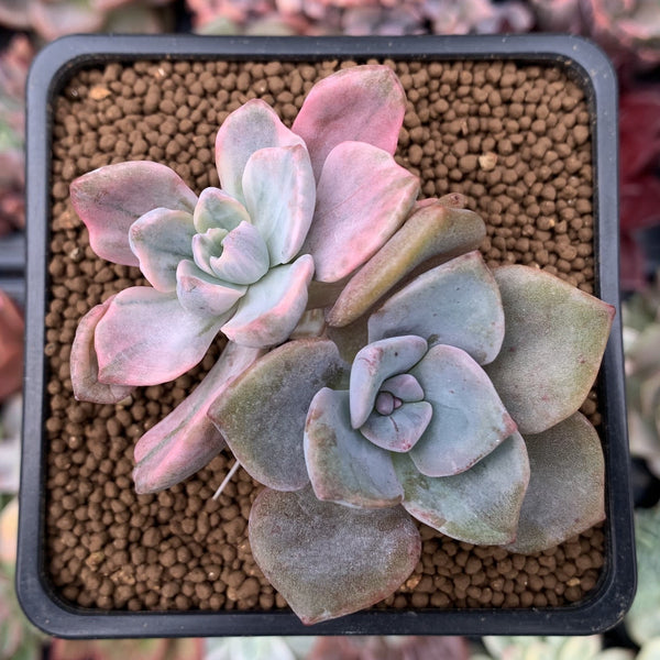 Graptoveria 'Mrs. Richards' Variegated 2" Succulent Plant