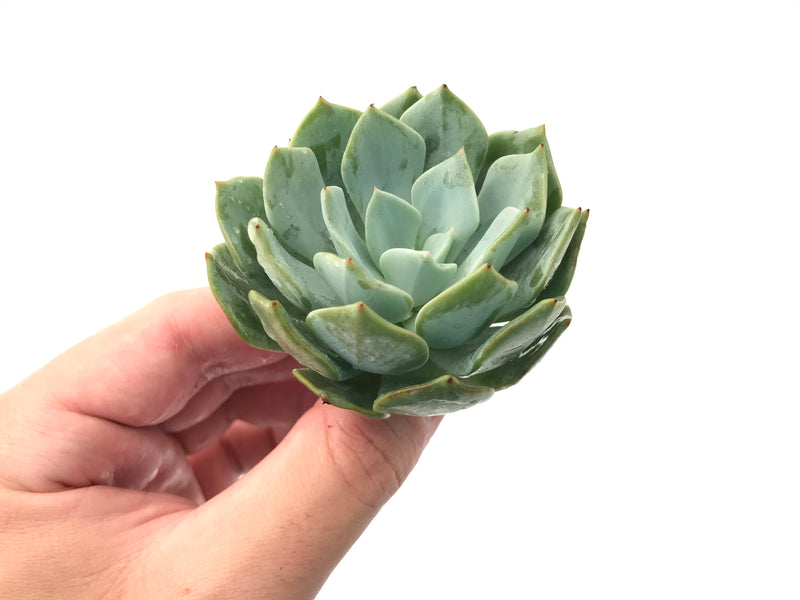 Echeveria 'Milkis' New Hybrid 3" Powdery Succulent Plant