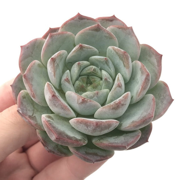 Echeveria 'Helena' Hybrid 2"-3" Powdery Succulent Plant