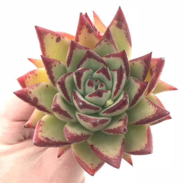 Echeveria Agavoides Maria Hybrid 5” Rare Succulent Plant