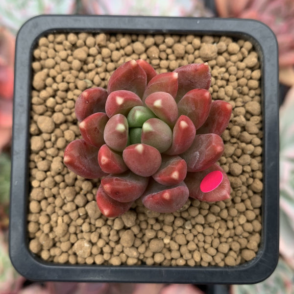 Pachyphytum Compactum 'Pink Glaucum' 2" Succulent Plant