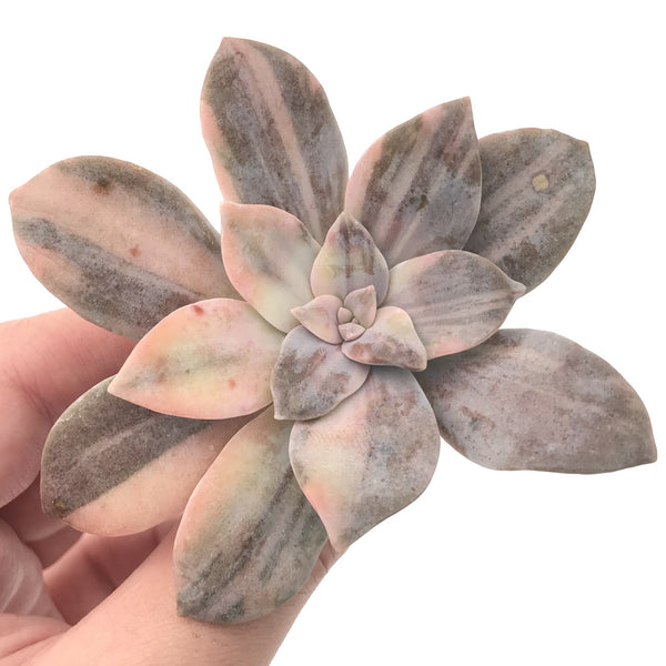 Quetzalcoatlia 'Pentandra Superba' Variegated 3" Succulent Plant  (Formerly Graptopetalum 'Pentandrum Superbum' Variegated)