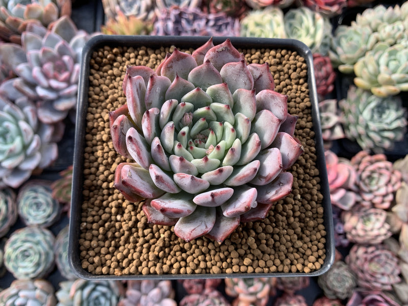 Echeveria 'Jackal' 2"-3" Powdery Succulent Plant