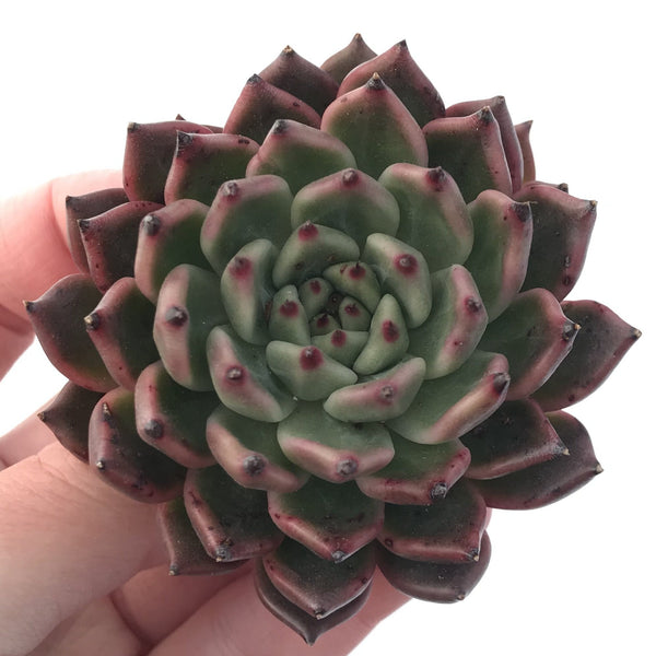 Echeveria Agavoides 'Golden Bear' 3" Succulent Plant