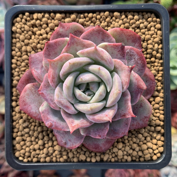 Echeveria 'Lovely Bear' 2"-3" Succulent Plant