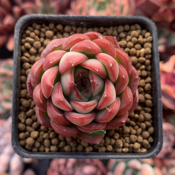 Echeveria Agavoides 'Pokeball' 1"-2" New Hybrid Succulent Plant