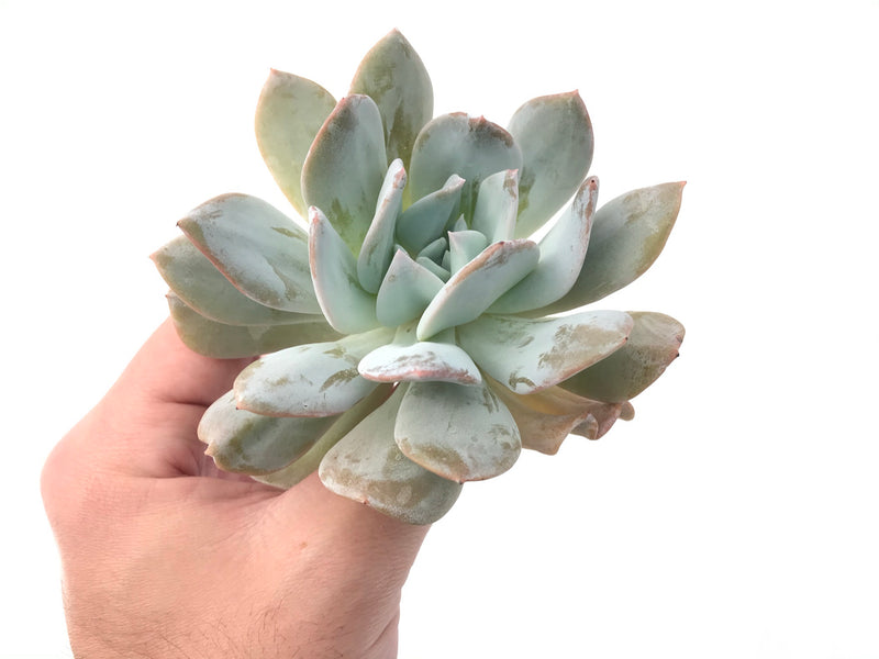 Echeveria 'Exotic' Laui x Topsy Turvery Hybrid 4" Powdery Succulent Plant