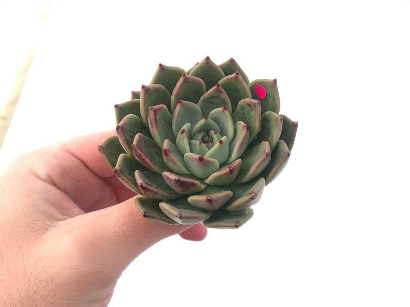 Echeveria Agavoides 'Ebony' x 'Zaragoza' Hybrid 3" Succulent Plant