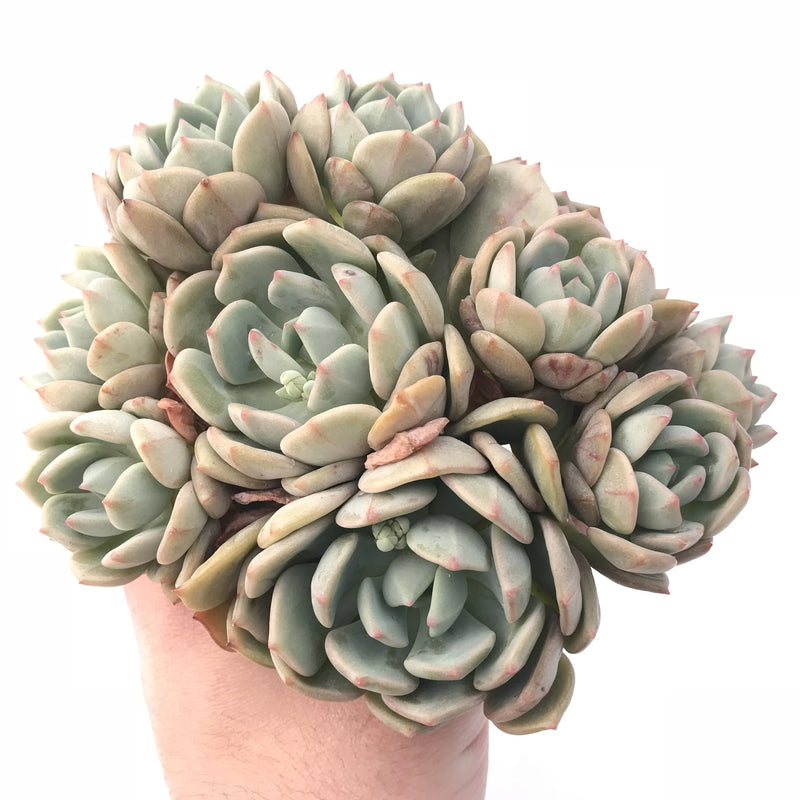 Graptoveria ‘A Grimm One’ 7” Large Cluster Rare Succulent Plant