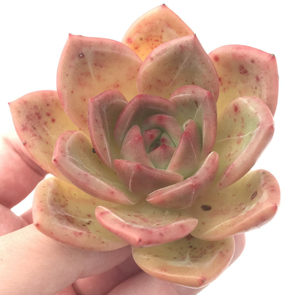 Echeveria Agavoides ‘Shallot’ 3” Succulent Plant