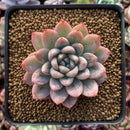 Echeveria 'Elsa' 2" Succulent Plant