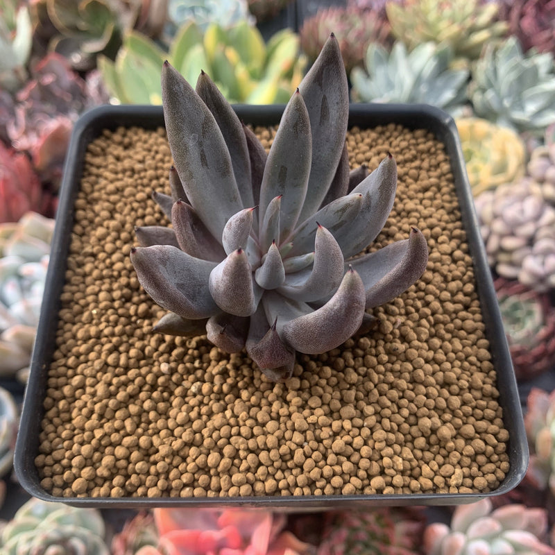 Echeveria 'Unguiculata' 2"-3" Succulent Plant