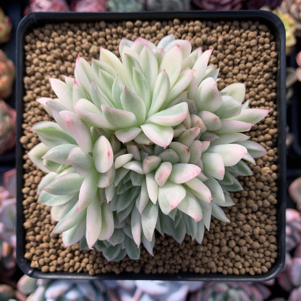 Echeveria 'Mebina' Variegated 4" Cluster Succulent Plant