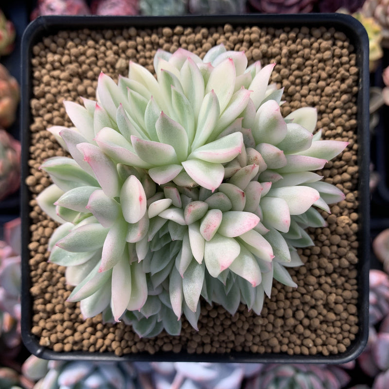 Echeveria 'Mebina' Variegated 4" Cluster Succulent Plant