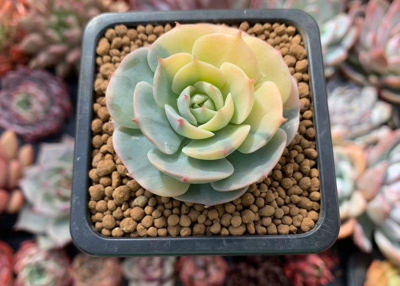 Echeveria 'Bluette' Variegated 1"-2" Succulent Plant