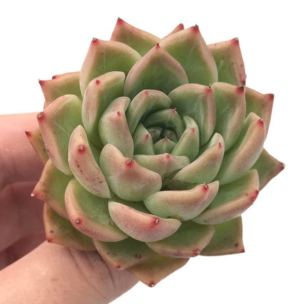 Echeveria sp. 2"-3” Succulent Plant