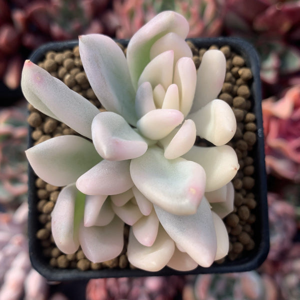 Graptoveria 'Opalina' Variegated Small Cluster 1"-2" Succulent Plant