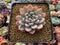 Echeveria 'Elsa' 2" Succulent Plant