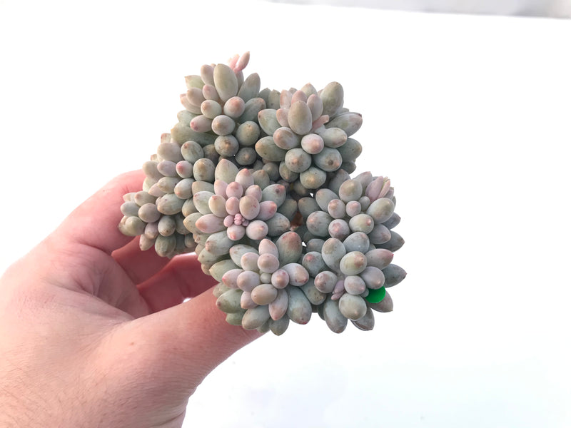 Pachyveria 'Baby Finger' 5" Cluster Succulent Plant