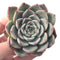 Echeveria 'Keralean' 2"-3" Succulent Plant