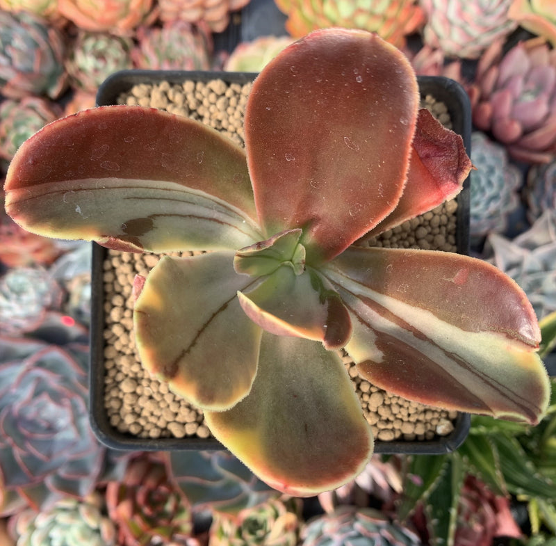 Echeveria 'Fimbriata' Variegated AKA 'Fasciculata' 3" Succulent Plant