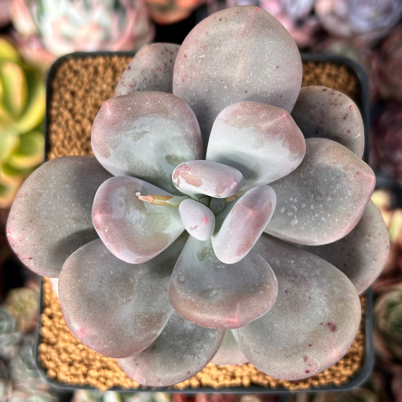 Pachyphytum 'Bracteosum' 3"-4" Chunky Succulent Plant