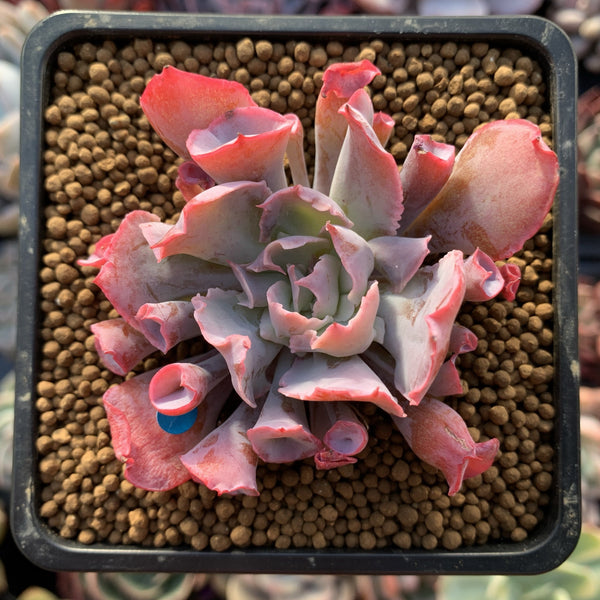 Echeveria 'Trumpet Pinky' 2"-3" Succulent Plant