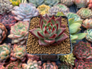 Echeveria Agavoides 'Johnny Walker' 1"-2" Succulent Plant