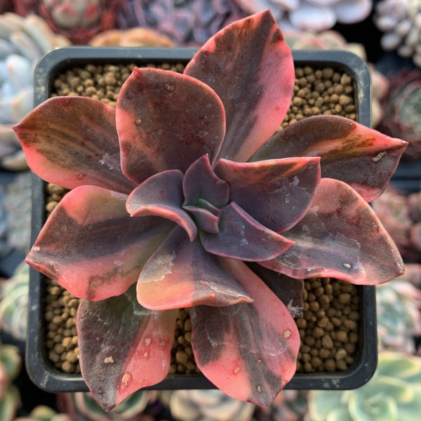 Echeveria 'Hanaikada' Variegated 2"-3" Succulent Plant