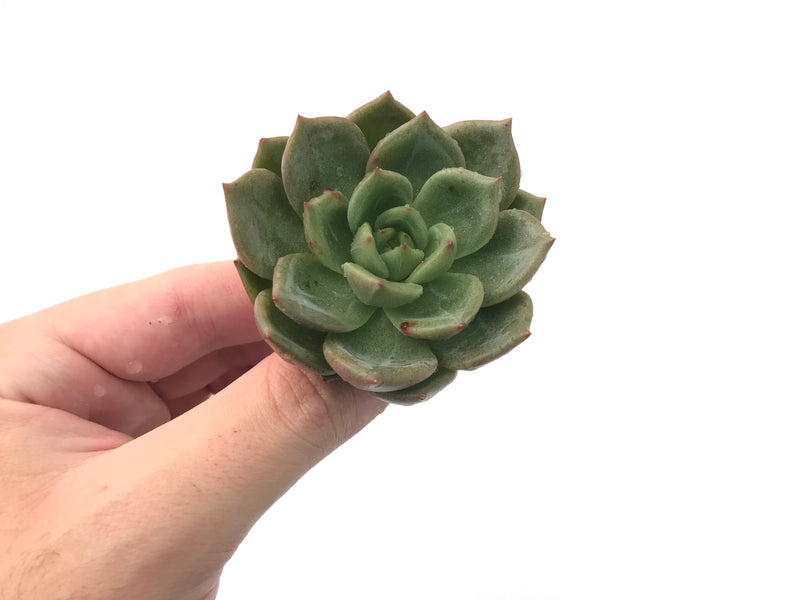 Echeveria 'Monroe Chanel' New Hybrid 3" Succulent Plant