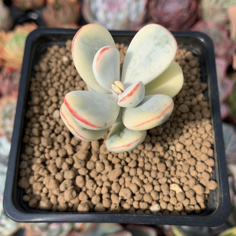 Cotyledon 'Orbiculata' Variegated 1" Succulent Plant