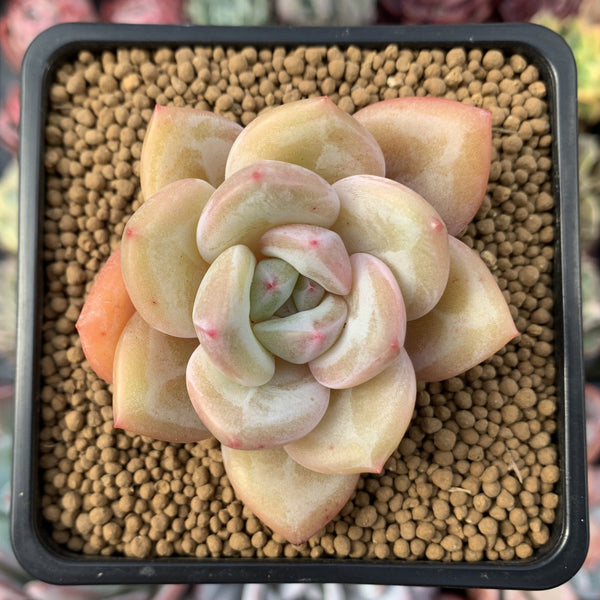 Echeveria Agavoides 'White Champagne' 2" Succulent Plant