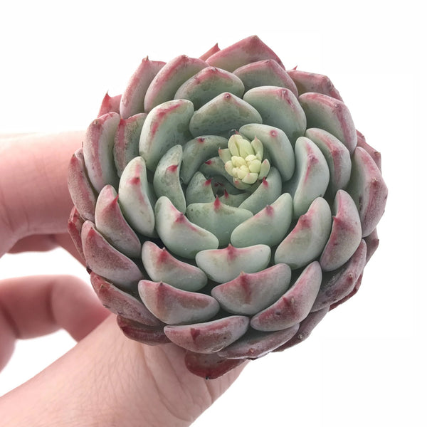 Echeveria ‘Aaron’ 1” Rare Succulent Plant