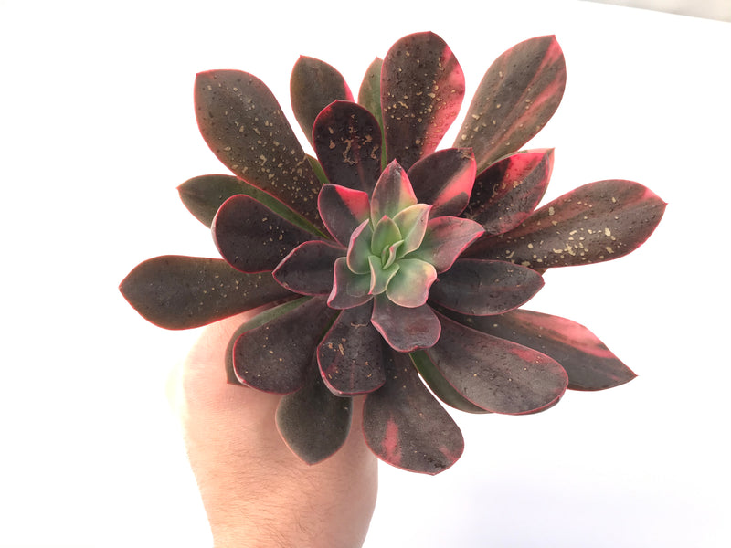 Echeveria 'Hanaikada' Variegated 6" Succulent Plant